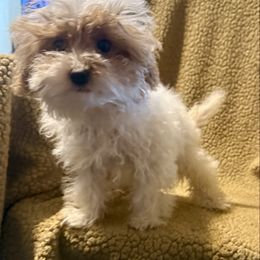 Dancer - White female Poodle puppy in Copan, Oklahoma from J&K Kennels