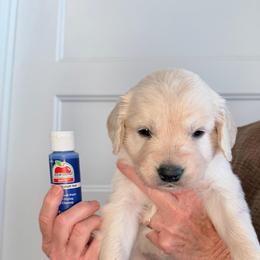 Boy 1 Royal Blue - Light golden male Golden Retriever puppy in Mc Minnville, Tennessee from Wishaw Whisky Golden Retrievers