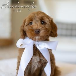 Breckenridge - Caramel red male Australian Labradoodle puppy in Salem, Oregon from Hunterberry Hill Labradoodles