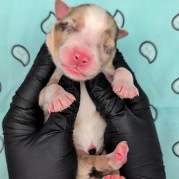 Quinn5Boy1- RMM,NBT, blue eyes likely, CHIC-OFA-DNA-AKC Titled Parents - Red merle male Australian Shepherd puppy in South Hill, Virginia from Silverside Aussies LLC