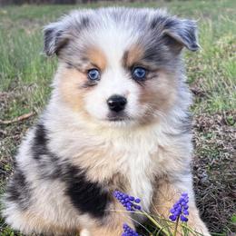 Marty - Blue merle male Toy Australian Shepherd puppy in Smithville, Arkansas from Cooper Creek Aussies