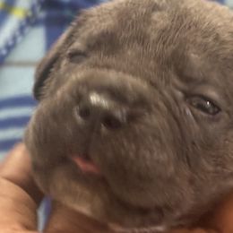 Cane Corso Puppies from Lonestar Corso Kennels