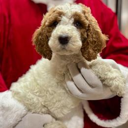 Pink - Parti female Goldendoodle puppy in Tucson, Arizona from Adored Poodle & Doodles