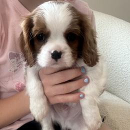 Dot - Blenheim male Cavalier King Charles Spaniel puppy in Mountain Grove, Missouri from Twisted Creek Canines