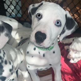 Green Boy - White and black Dalmatian puppy in Lakeland, Florida from Ink Spot Canines