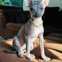 Chihuahua and Chinese Crested Puppies from Western Kentucky Chihuahua’s and Chinese Crested’s