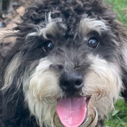 Onyx - Phantom Bernedoodle puppy in Port Saint Lucie, Florida from Eastside Paws LLC