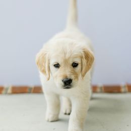 Golden Retriever Puppies from Sweeter Than Honey Golden Retrievers, LLC.