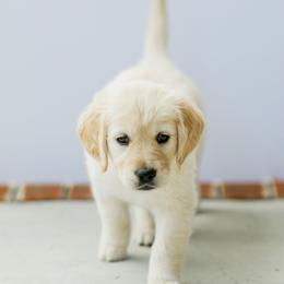 Golden Retriever Puppies from Sweeter Than Honey Golden Retrievers, LLC.