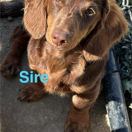 Dachshund All Grown Up from Wiggle Waddle Dachshunds