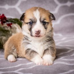 Pembroke Welsh Corgi and Poodle Puppies from Corgi Companions (license number 18998)