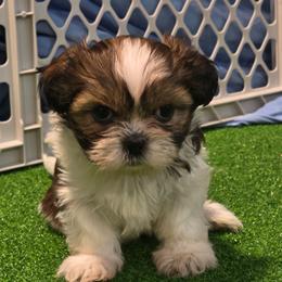 Girl One - Tricolor female Shih Tzu puppy in New Bern, North Carolina from Kuddly Creatures