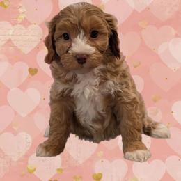 Angel - Red female Cavapoo puppy in Coshocton, Ohio from Forever Family Puppies