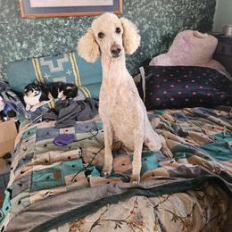 Temperance - Poodle