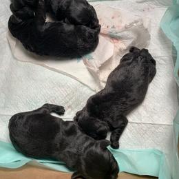 Miniature Schnauzer Puppies from Circle R Ranch