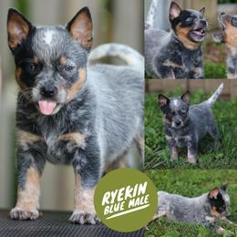 Ryekin (Be a goldfish litter) - Blue speckled male Australian Cattle Dog puppy in Gatlinburg, Tennessee from Greenbrier