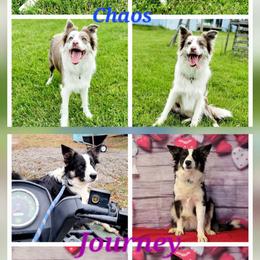 Daisy - White and red merle female Border Collie puppy in Avilla, Indiana from Borderline Kennels