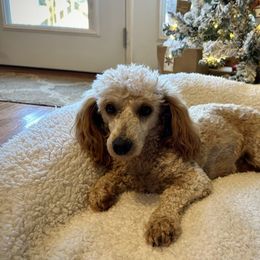 Ginger - Poodle