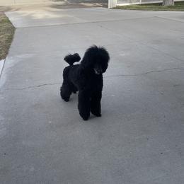 Poodle Puppies from Bardsong Standard Poodles