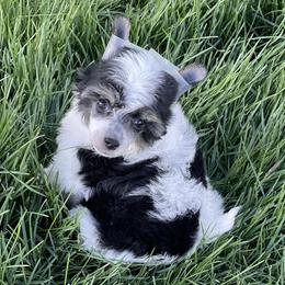 Chinese Crested Puppies from Willow Creek Cresteds, Riverview Doodles