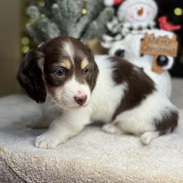 Spice - Piebald male Dachshund puppy in Cherry Valley, California from Sugar and Spice Dachshunds
