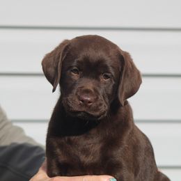 Labrador Retriever Puppies from Lost Woods Labradors