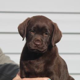 Labrador Retriever Puppies from Lost Woods Labradors