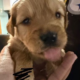 Expresso - Golden male Golden Retriever puppy in Wind Gap, Pennsylvania from Supreme Goldens