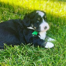 Bernedoodle Puppies from Best Friend Bernedoodles