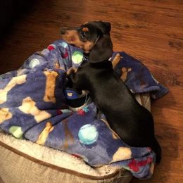 Dachshund All Grown Up from Dandy Doxies of KY