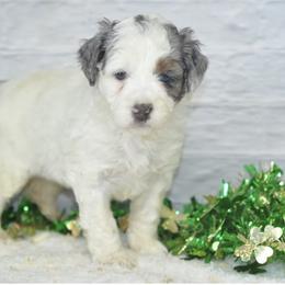 Brynn - Blue merle female Bernedoodle puppy in Moulton, Iowa from Shondel Puppy Paws