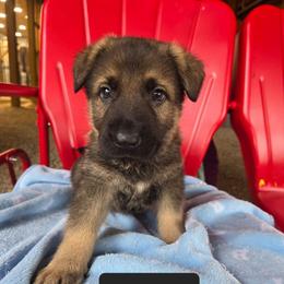 Forest - Sable male German Shepherd puppy in Cave City, Arkansas from Bayou Valley Shepherds and American Hunt Terriers