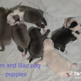 Pug Puppies from Royal House of Pugs