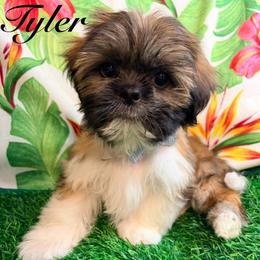 Tyler - Gold and white male Shih Tzu puppy in Hemet, California from Aloha Shih Tzu