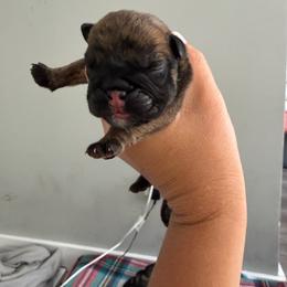 Boy 3 - Brindle male Bulldog puppy in Hobe Sound, Florida from Amanda’s Bullies
