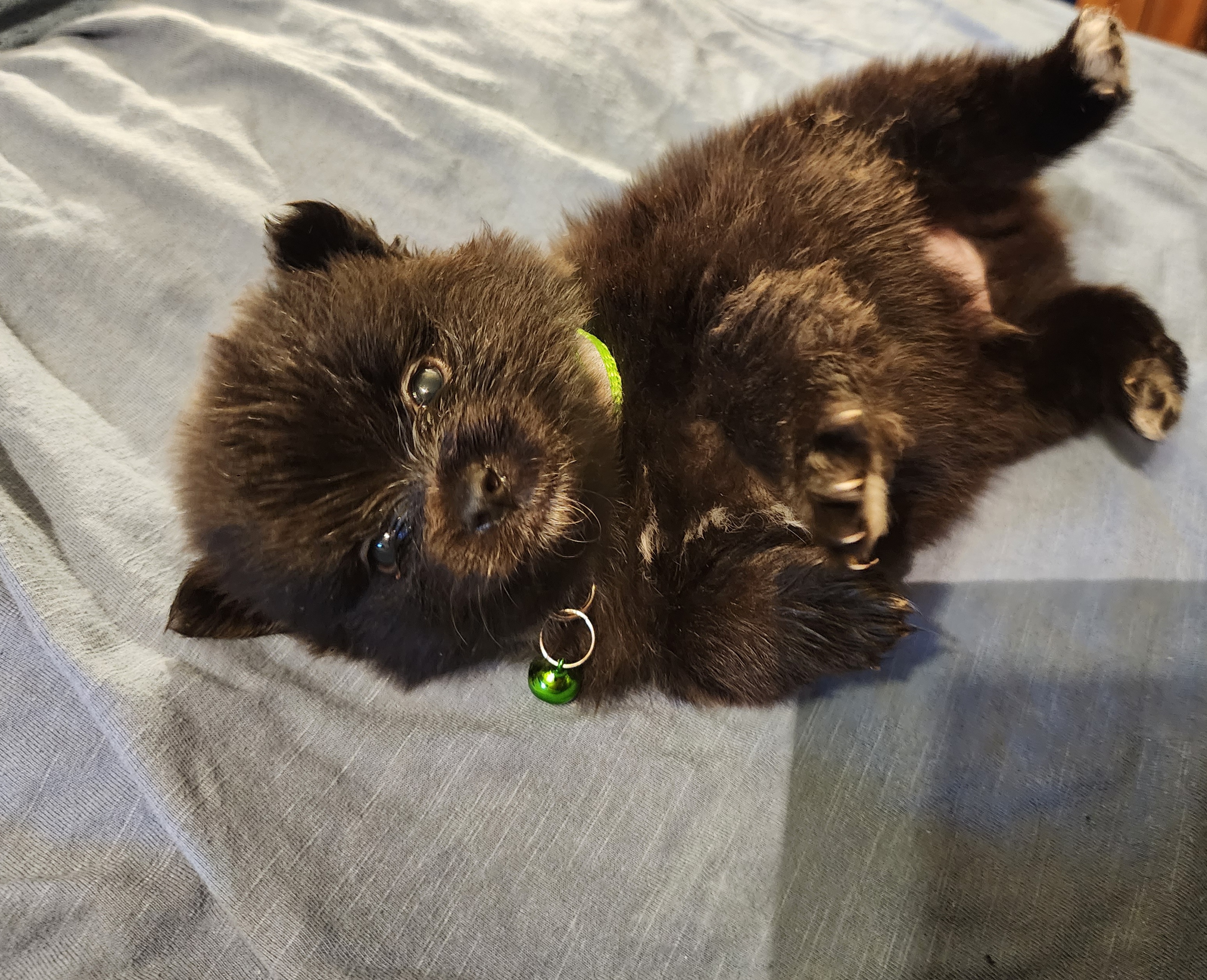 Pomeranian Puppies from Ramos' Pommies
