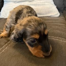 Dachshund Puppies from Birkin’ Paws