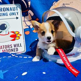 Artemis - Red and white female American Corgi puppy in Cocoa, Florida from Cascadian Space Coast Corgis LLC