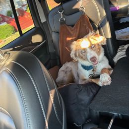 Miniature Australian Shepherd All Grown Up from Swanky Aussies