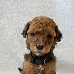 Boy 5 - Red  male Goldendoodle puppy in Valley Farms, Arizona from Gall’s Doodle Ranch