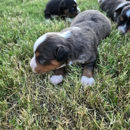 Boy Merle - Blue merle male Toy Australian Shepherd puppy in Forney, Texas from Texas Talent Toy Aussie's and Labs