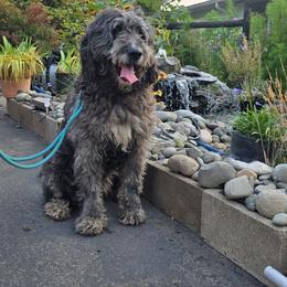 Moose - Parti male Saint Berdoodle puppy in Castle Rock, Washington from PNW Saint Berdoodles