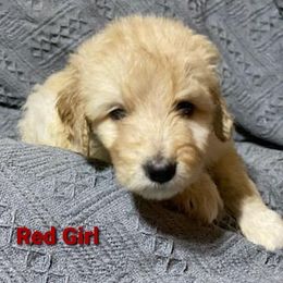 Goldendoodle Puppies from Toneytails Doodles
