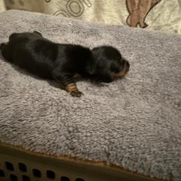 Dahlia - Black and tan female Dachshund puppy in Henrico, Virginia from All About Pets