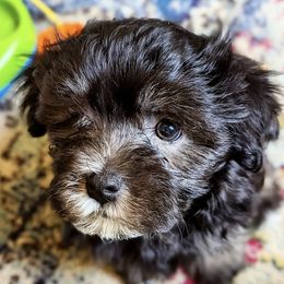 Havanese from Havanese Fam Bam