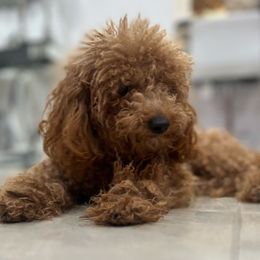 Mimi - Poodle