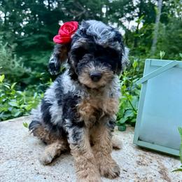 Skyla - Blue merle female Aussiedoodle puppy in Chattanooga, Tennessee from Leafy Acre Mini Farm