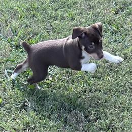 Rat Terrier Puppies from Rockin EZ Rat Terriers