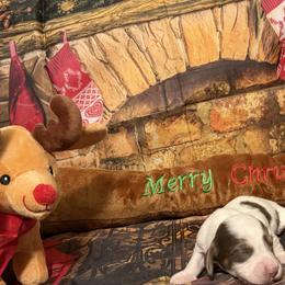 Cupid - Piebald male Dachshund puppy in Erie, Michigan from Champagne’s Grinch Toe’d Dachshunds