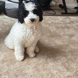 Riley - Tri-color female Bernedoodle puppy in North Carolina from Lynes of Doodles